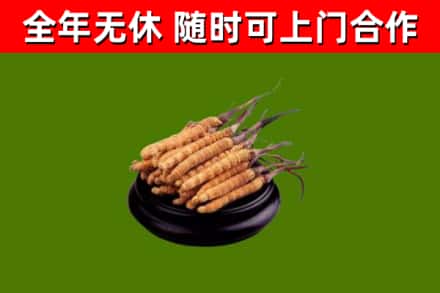 广饶县烟酒回收冬虫夏草.jpg