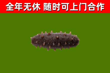 广饶县烟酒回收干海参.jpg
